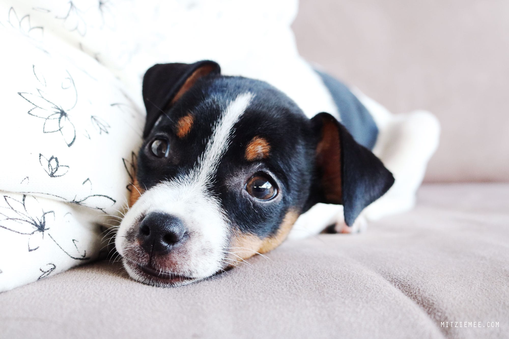 Bella, Danish Swedish Farmdog