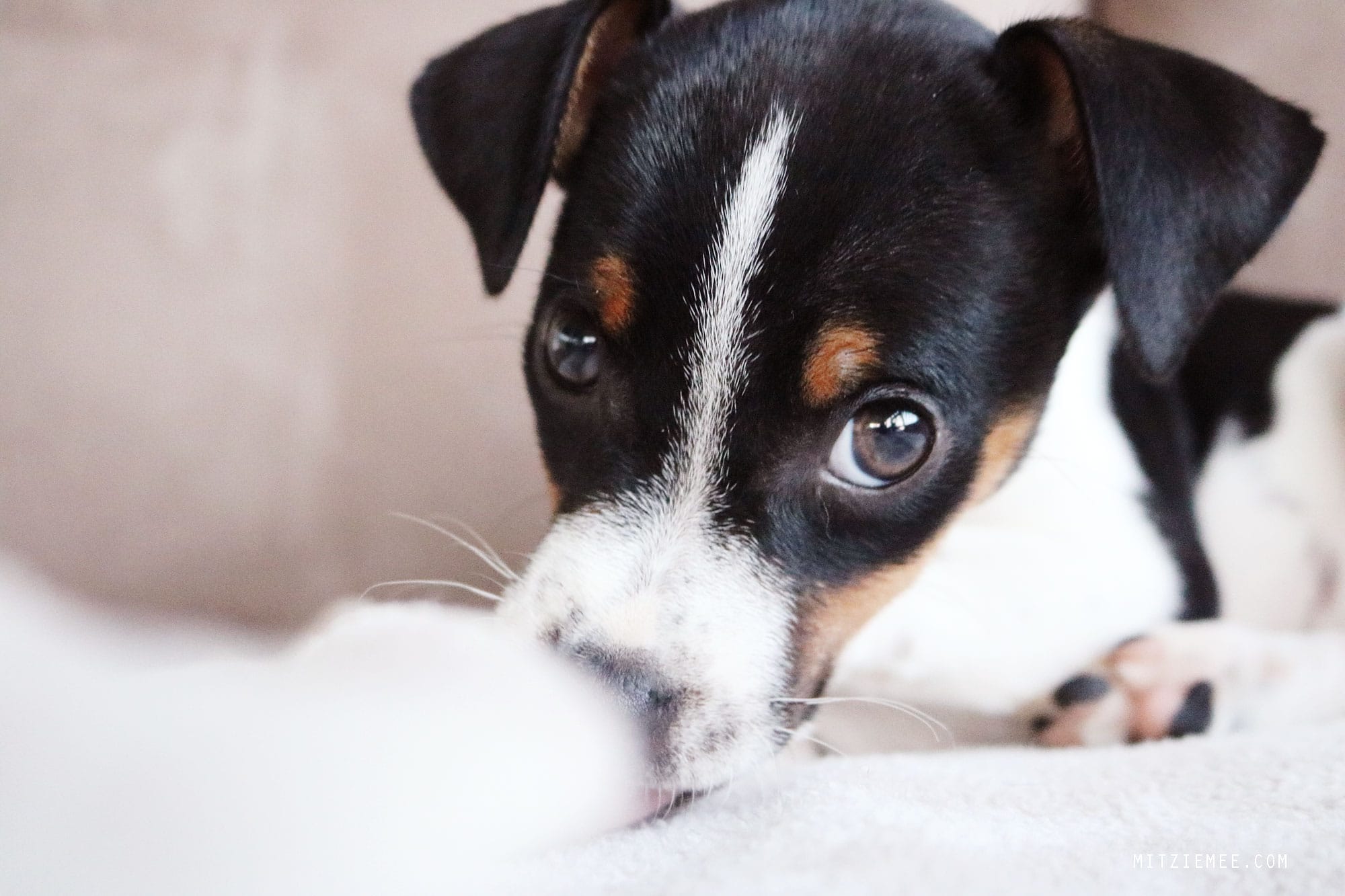 Bella, Danish Swedish Farmdog