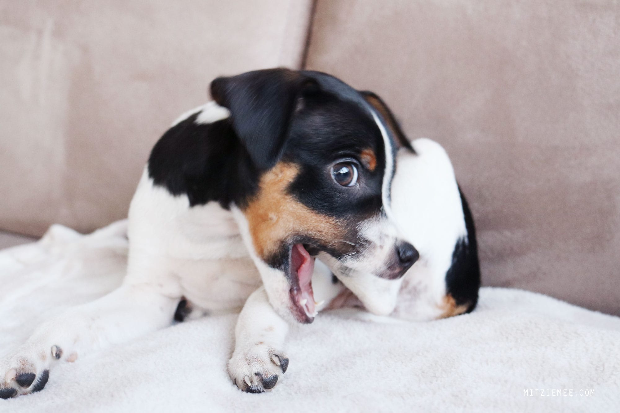 Bella, Danish Swedish Farmdog