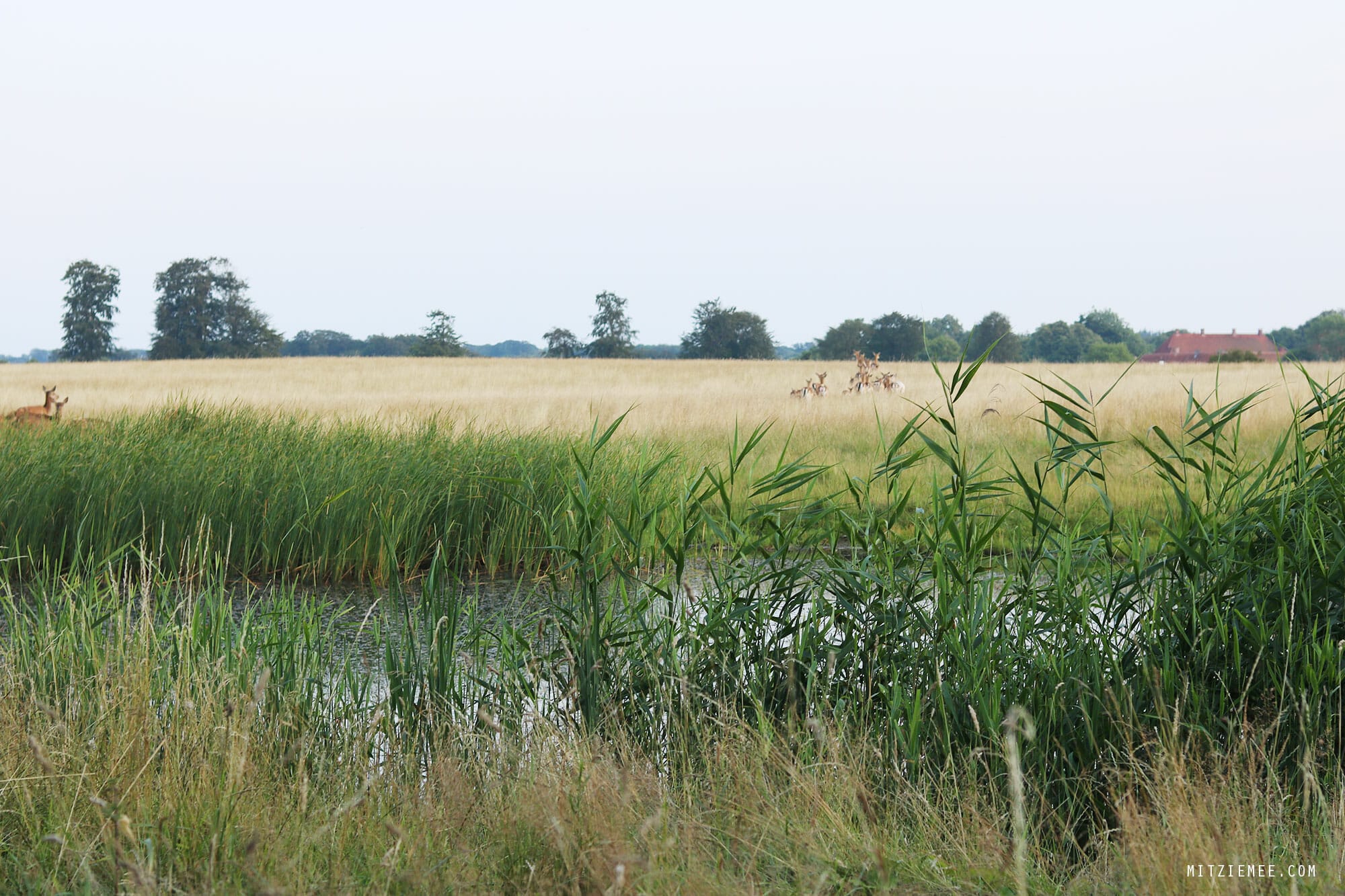 Summer in Denmark