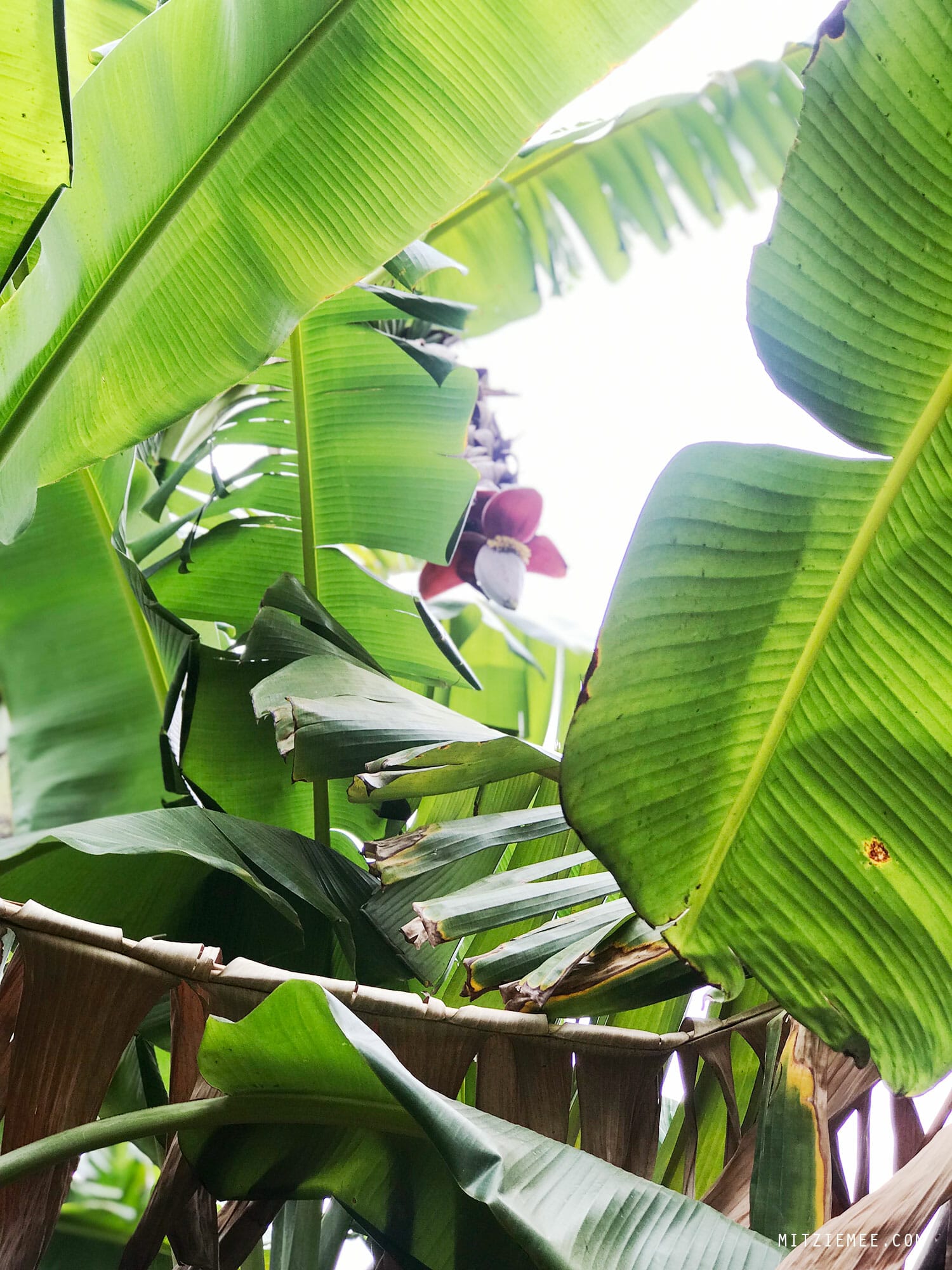Banana leaves