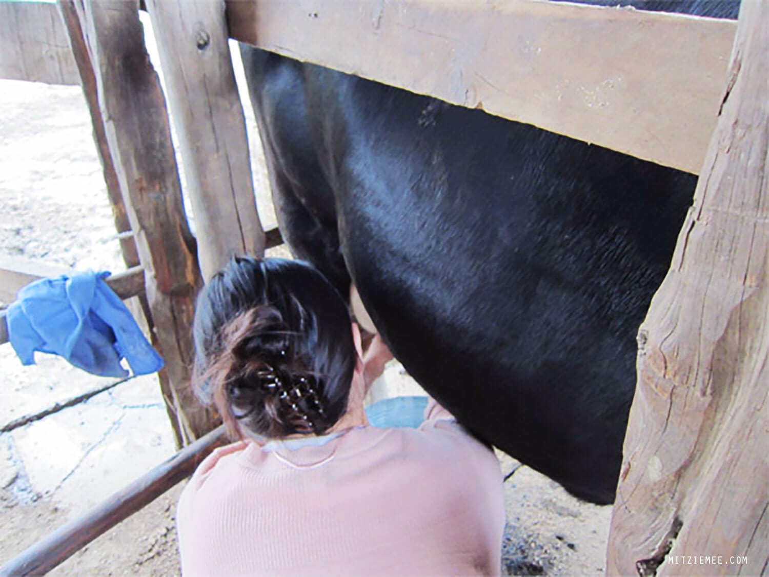 Cows at St. Mary's Hospital in Elementaita