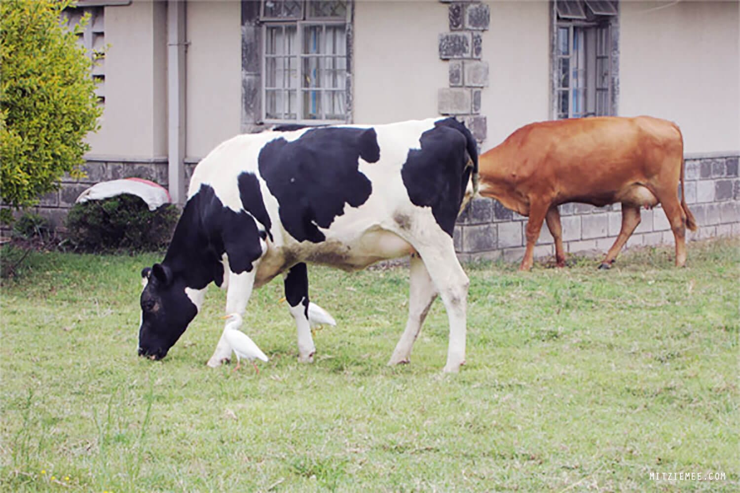 Hospital cows