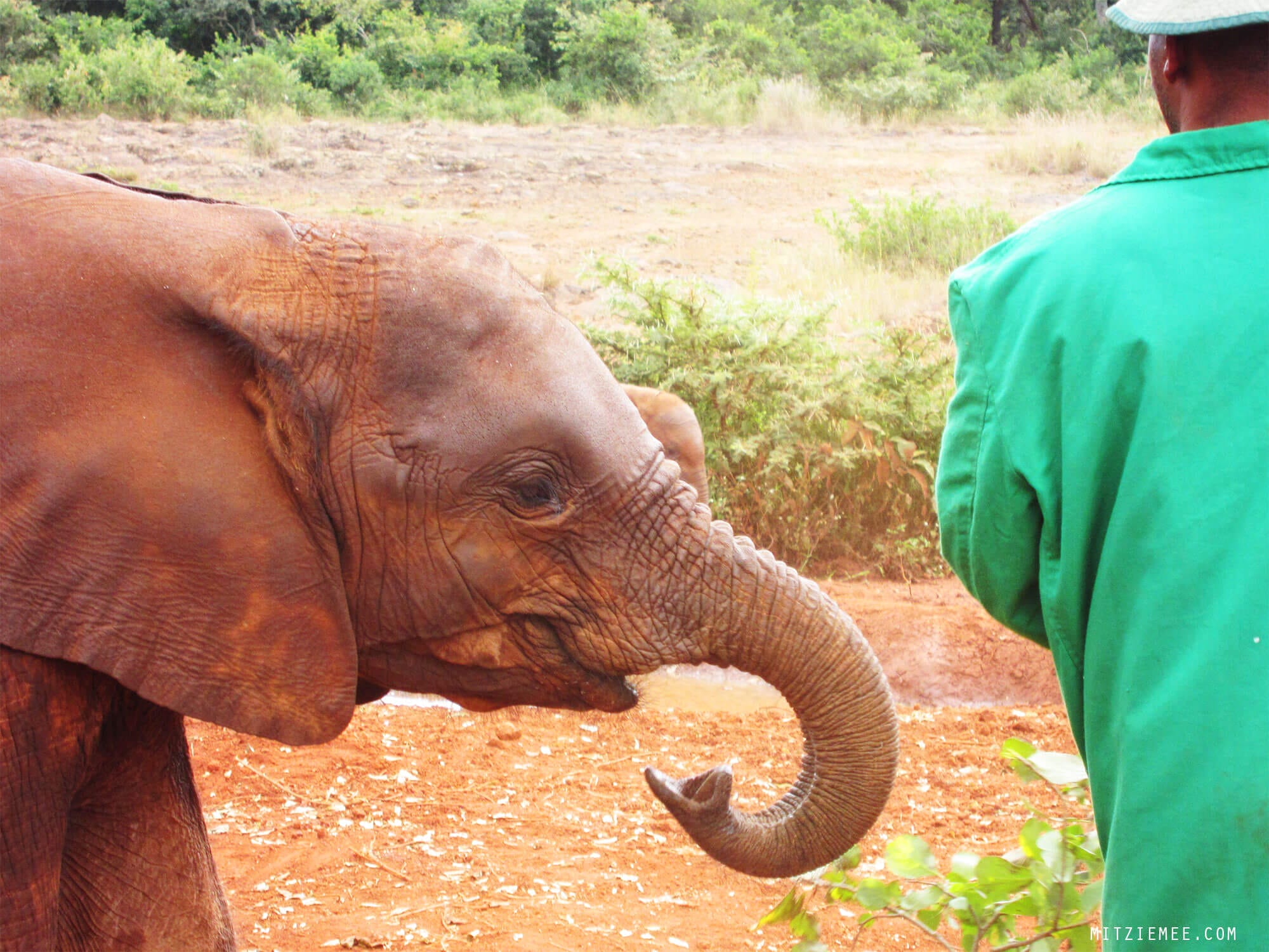 The Sheldrick Wildlife Trust Elephant Nursery in Nairobi