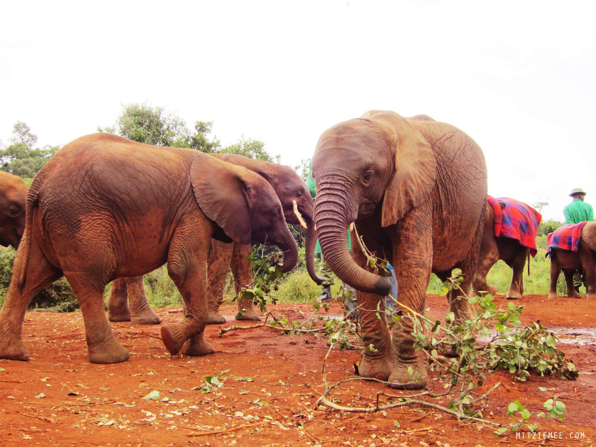 The Sheldrick Wildlife Trust Elephant Nursery in Nairobi
