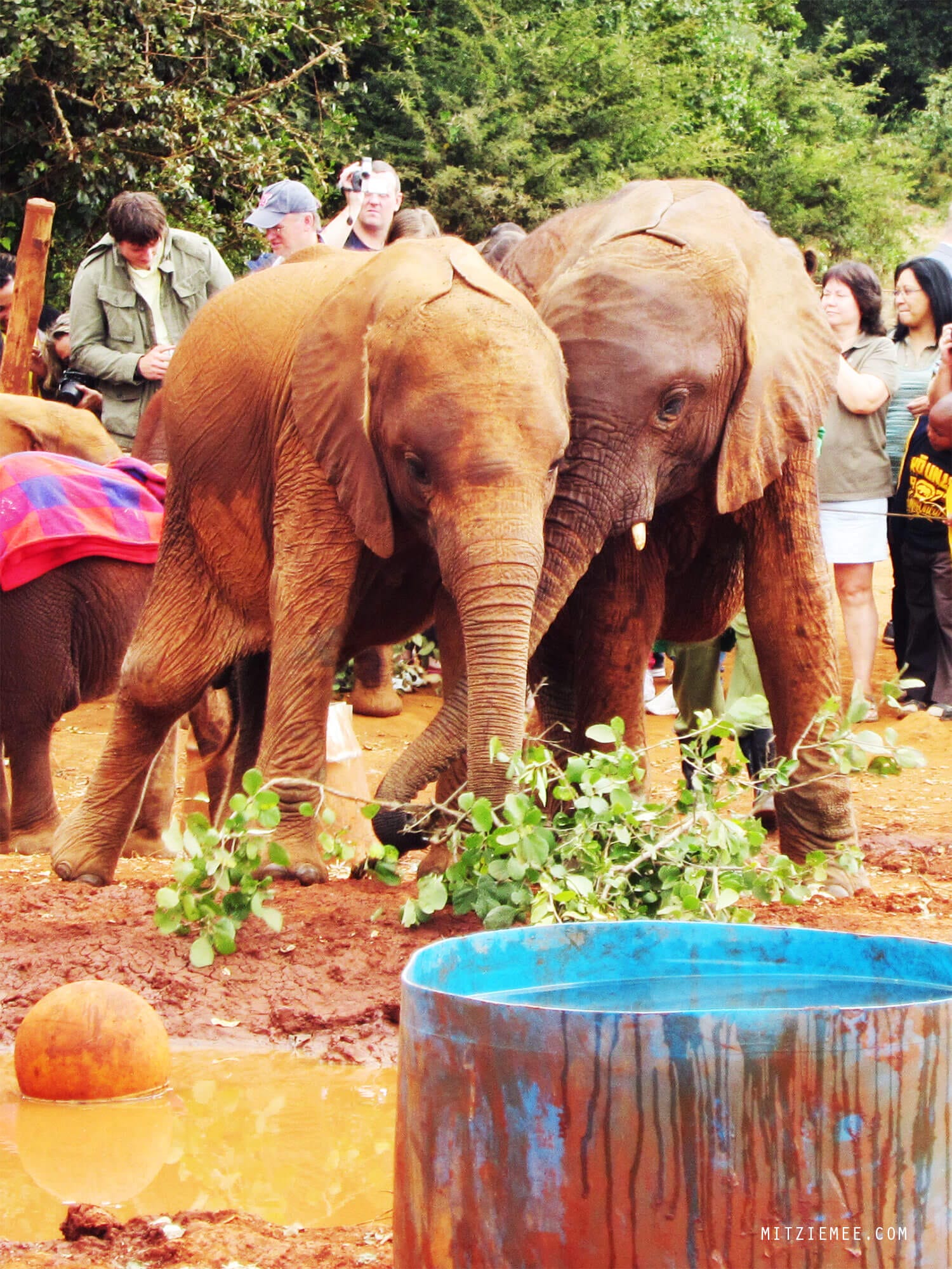 The Sheldrick Wildlife Trust Elephant Nursery in Nairobi