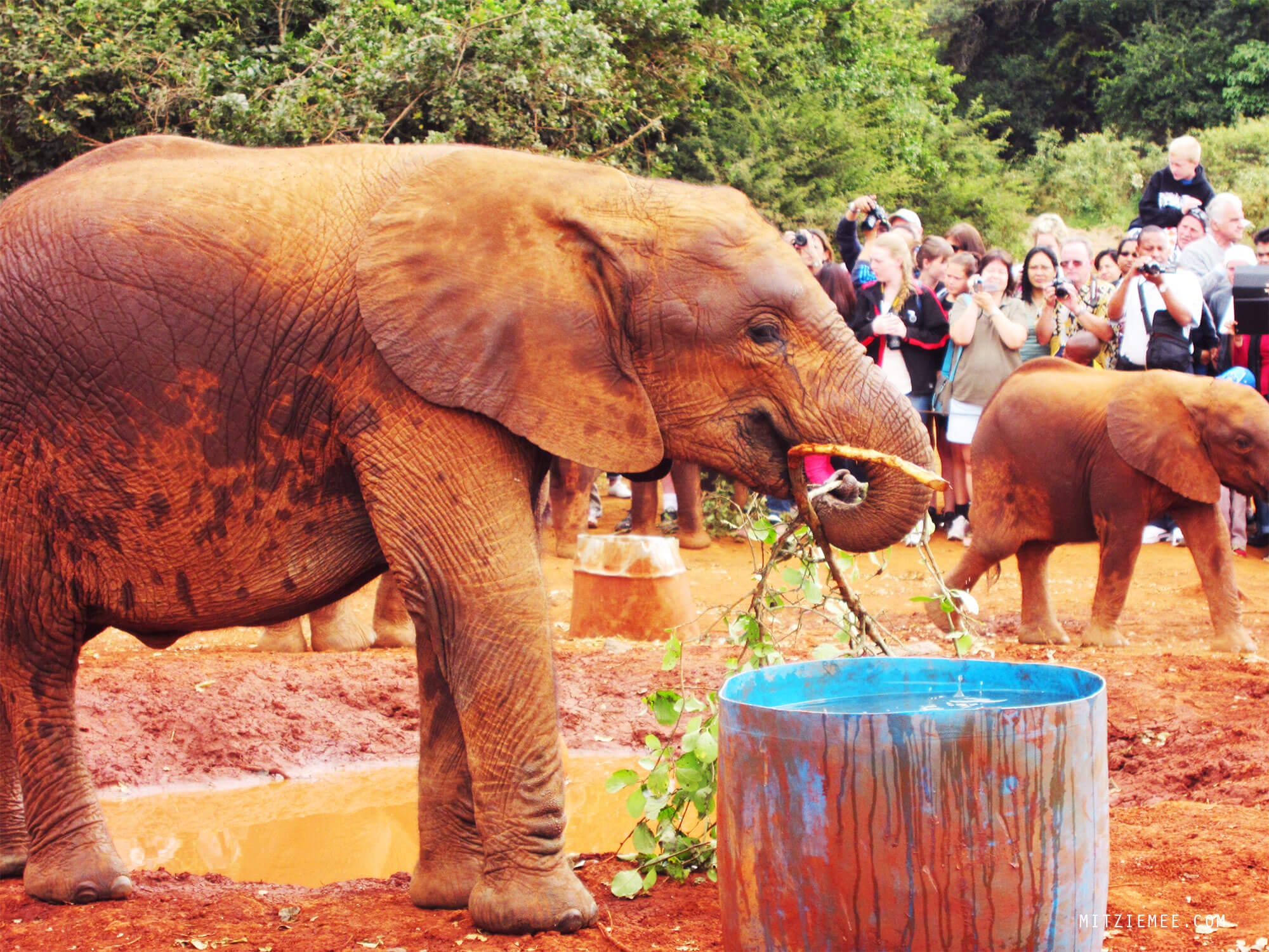 The Sheldrick Wildlife Trust Elephant Nursery in Nairobi