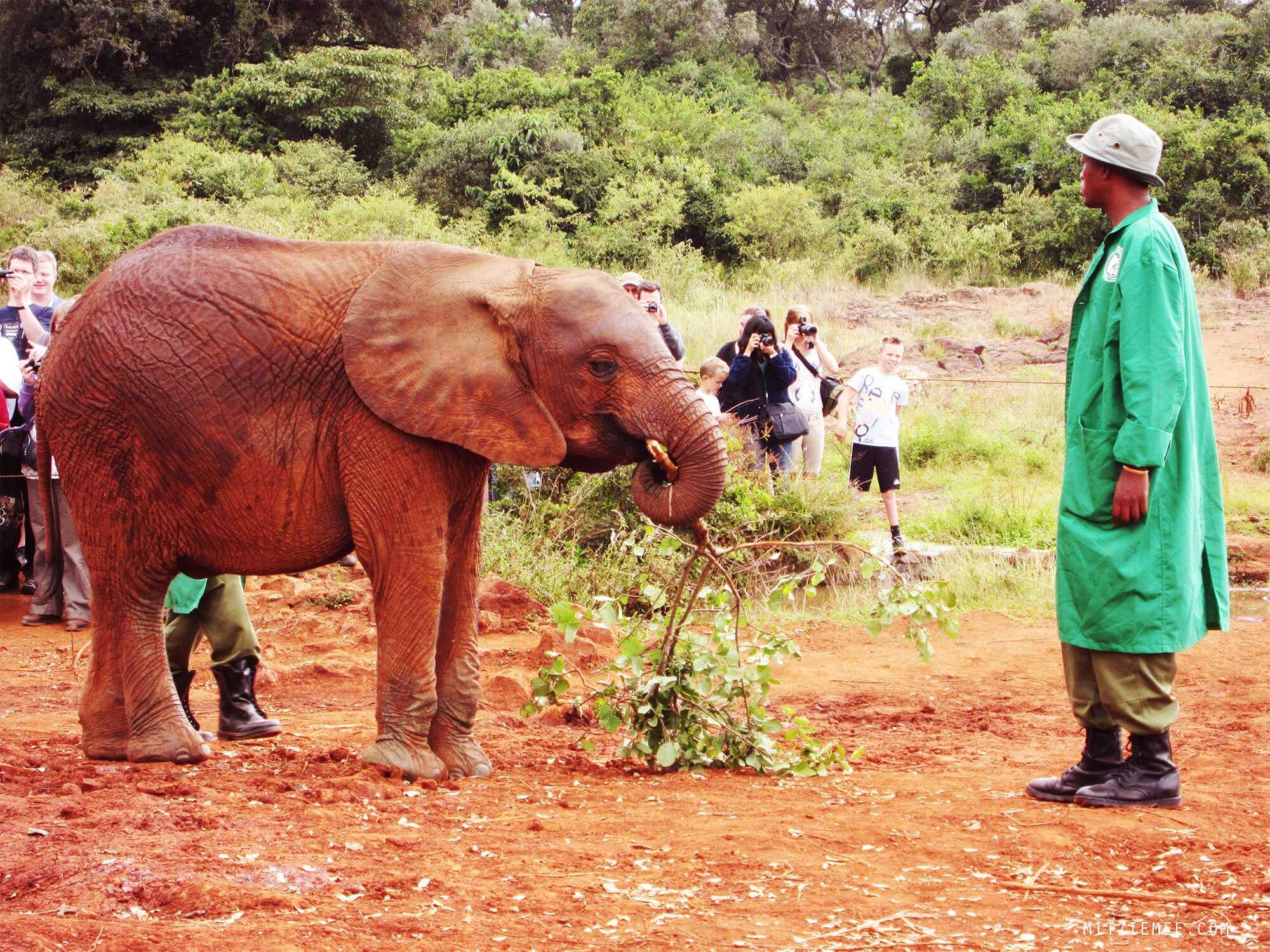 The Sheldrick Wildlife Trust Elephant Nursery in Nairobi