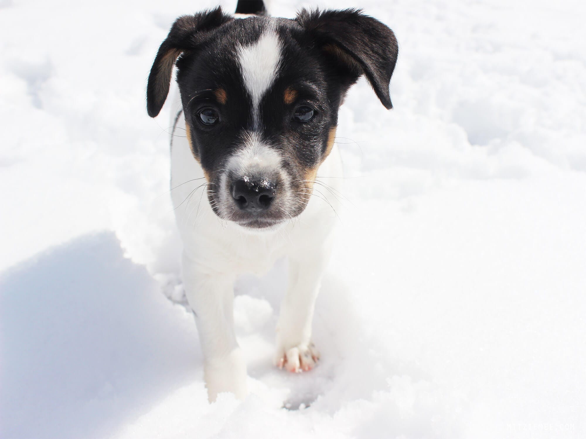 Danish Swedish Farmdog Bølle, puppy in the snow