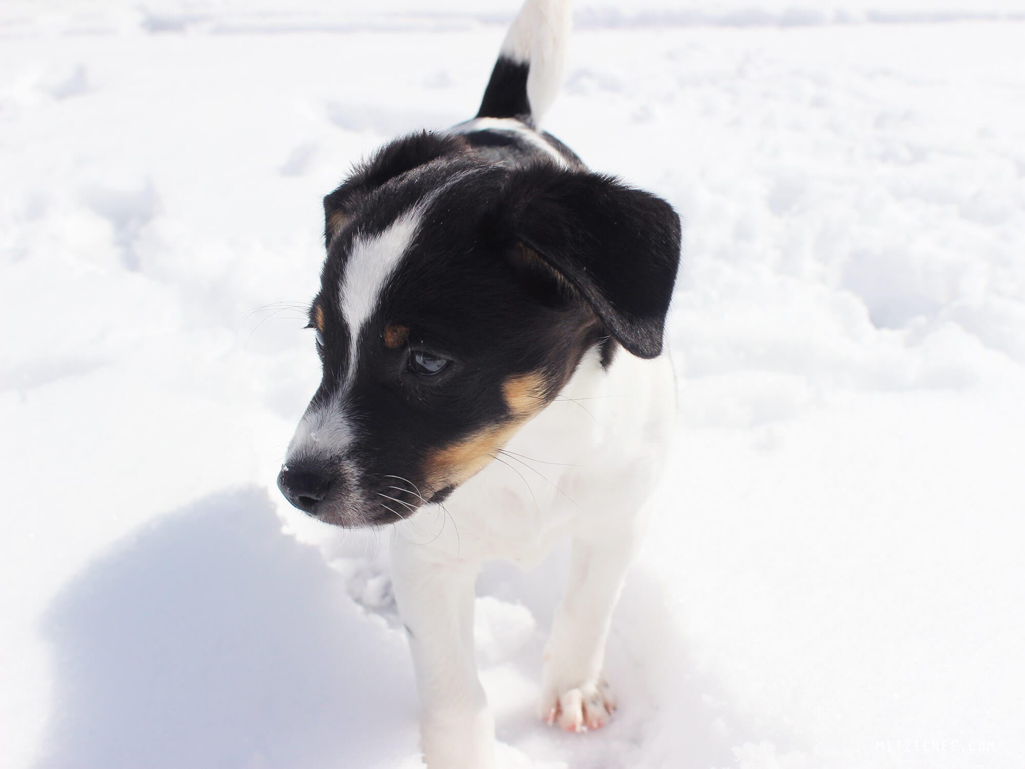Danish Swedish Farmdog Bølle, puppy in the snow