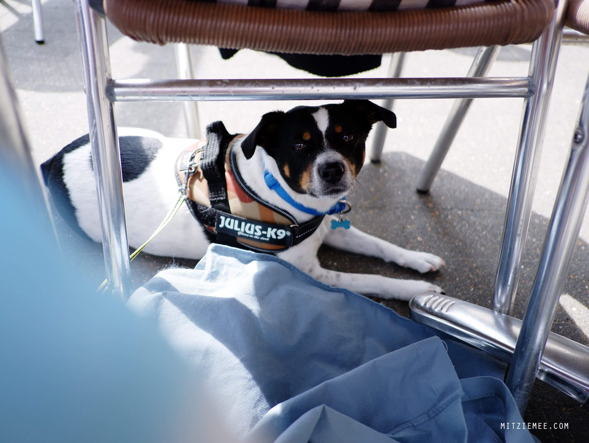 Bølle, Danish Swedish Farmdog