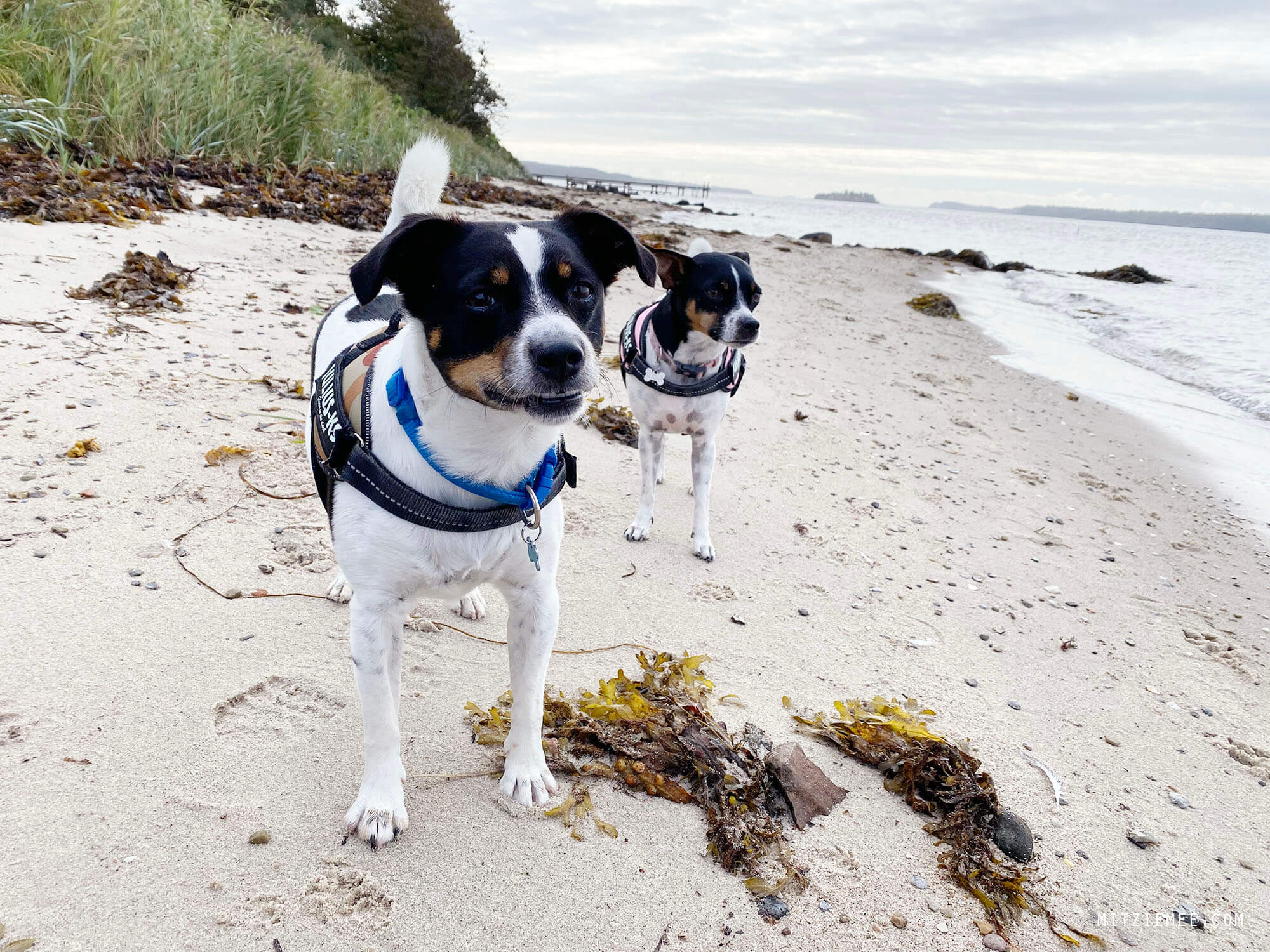 Danish Swedish Farmdogs