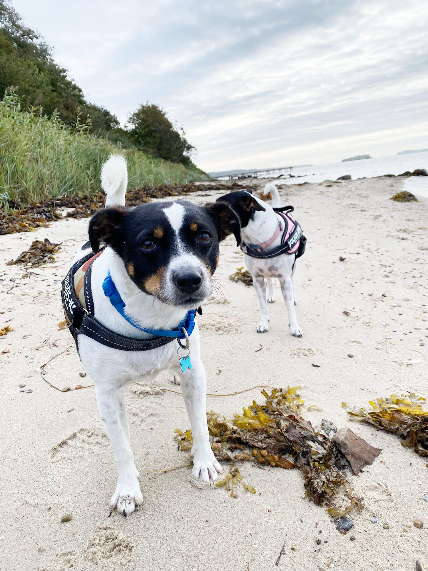 Danish Swedish Farmdogs