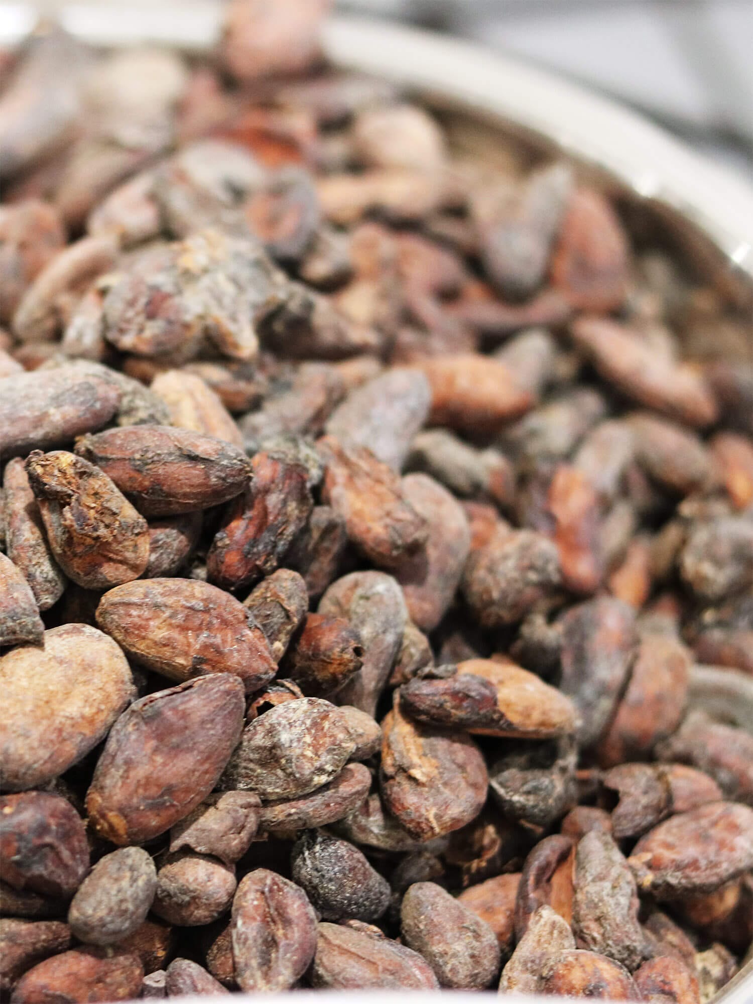 Lumineux Chocolate, Greenville, SC