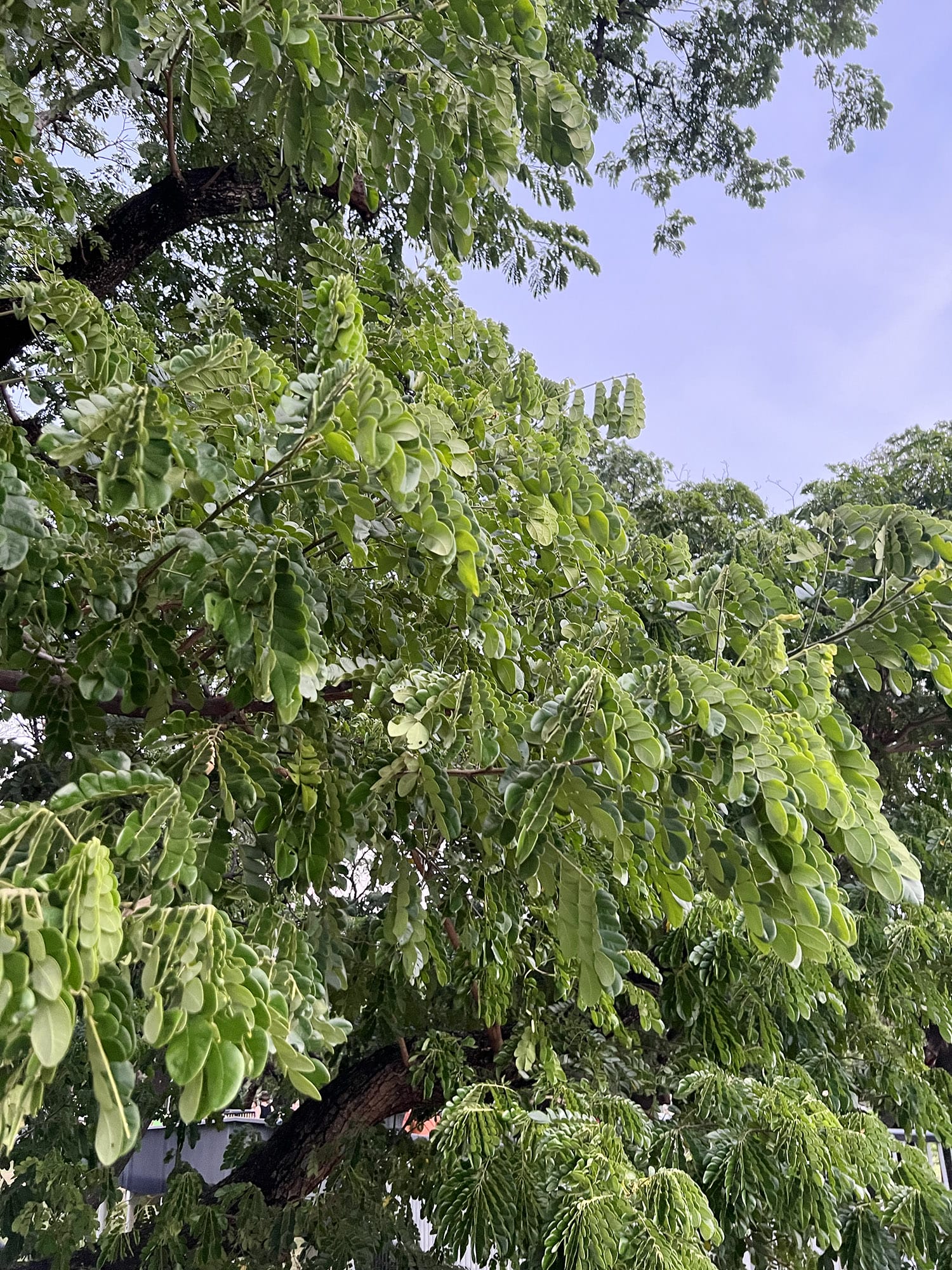 Bangkok: Benchakitti Forest Park - A green oasis in the city