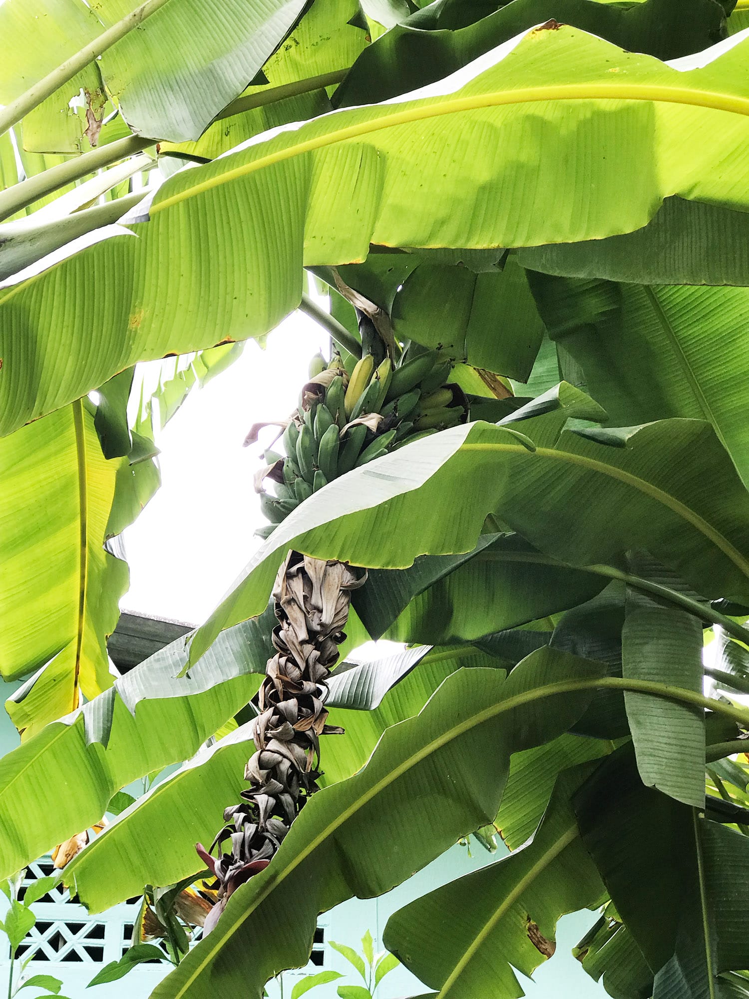 How to prepare banana leaves for cooking