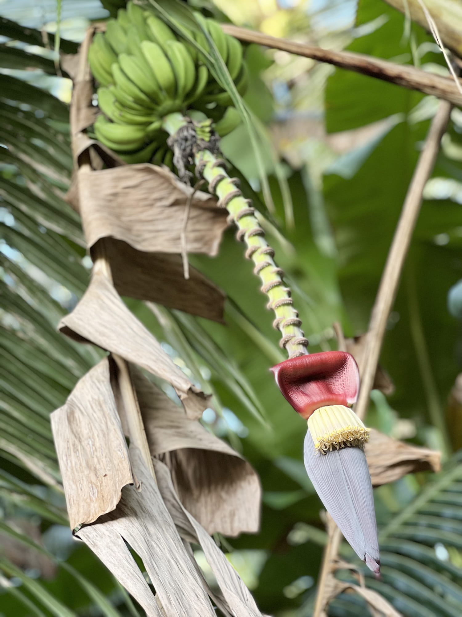 How to Prepare Banana Flower for Cooking