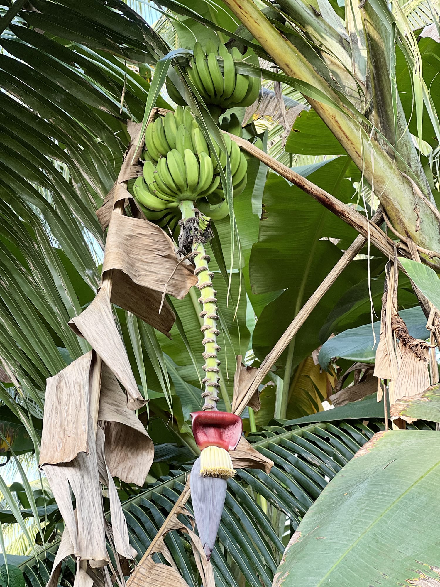 How to Prepare Banana Flower for Cooking