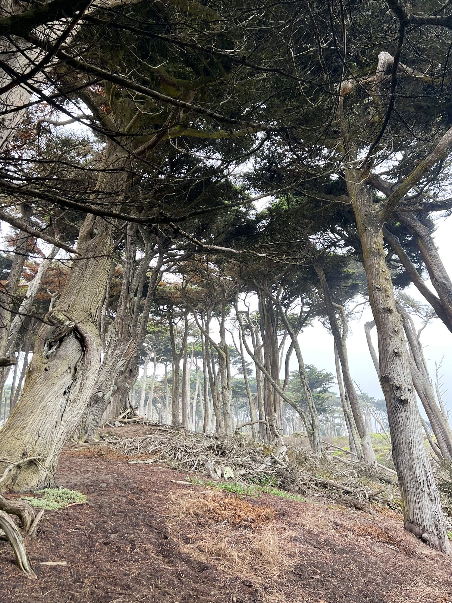 San Francisco Lands End