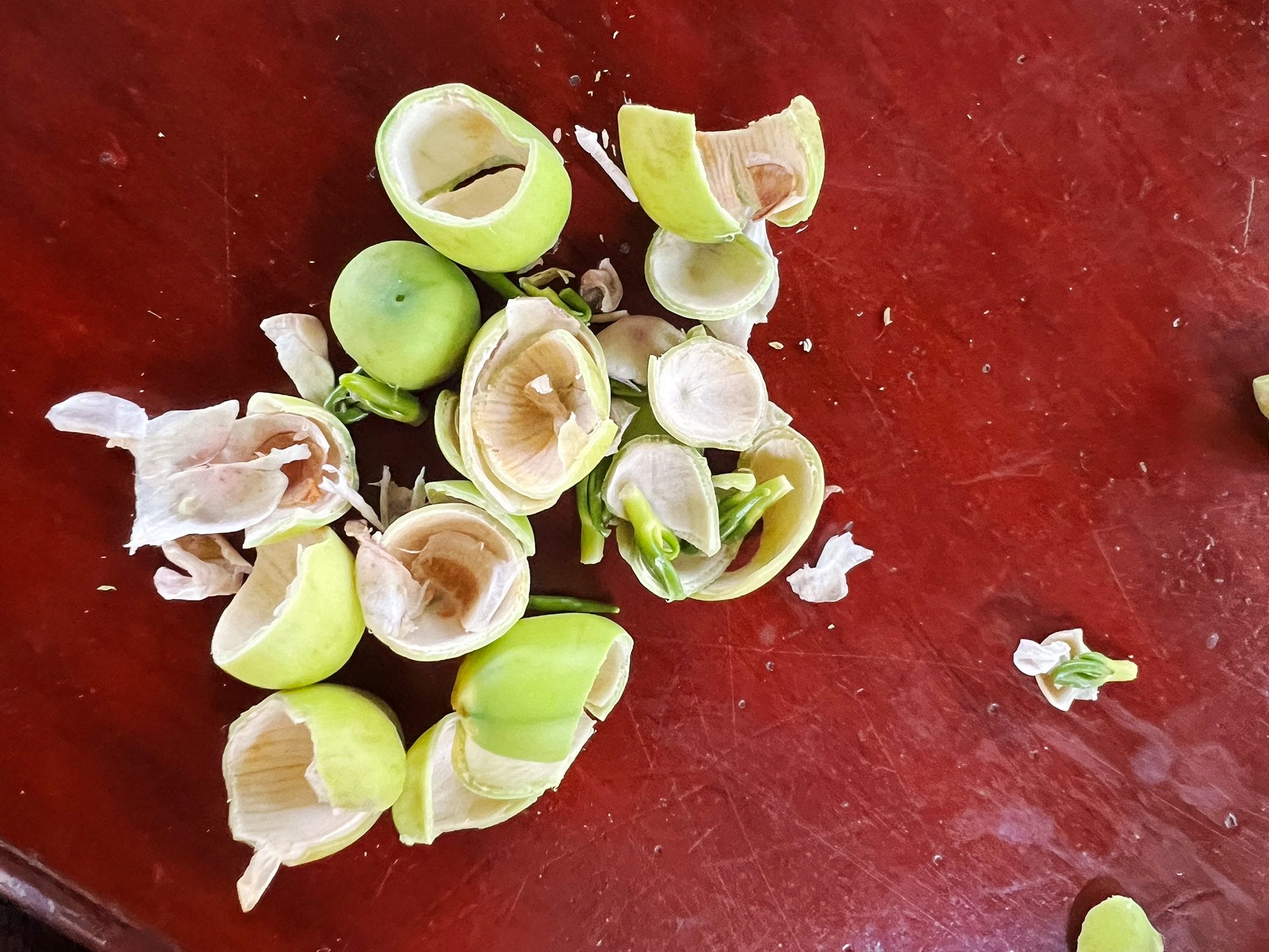 Cambodia: Fresh lotus seeds - A tasty snack from the market