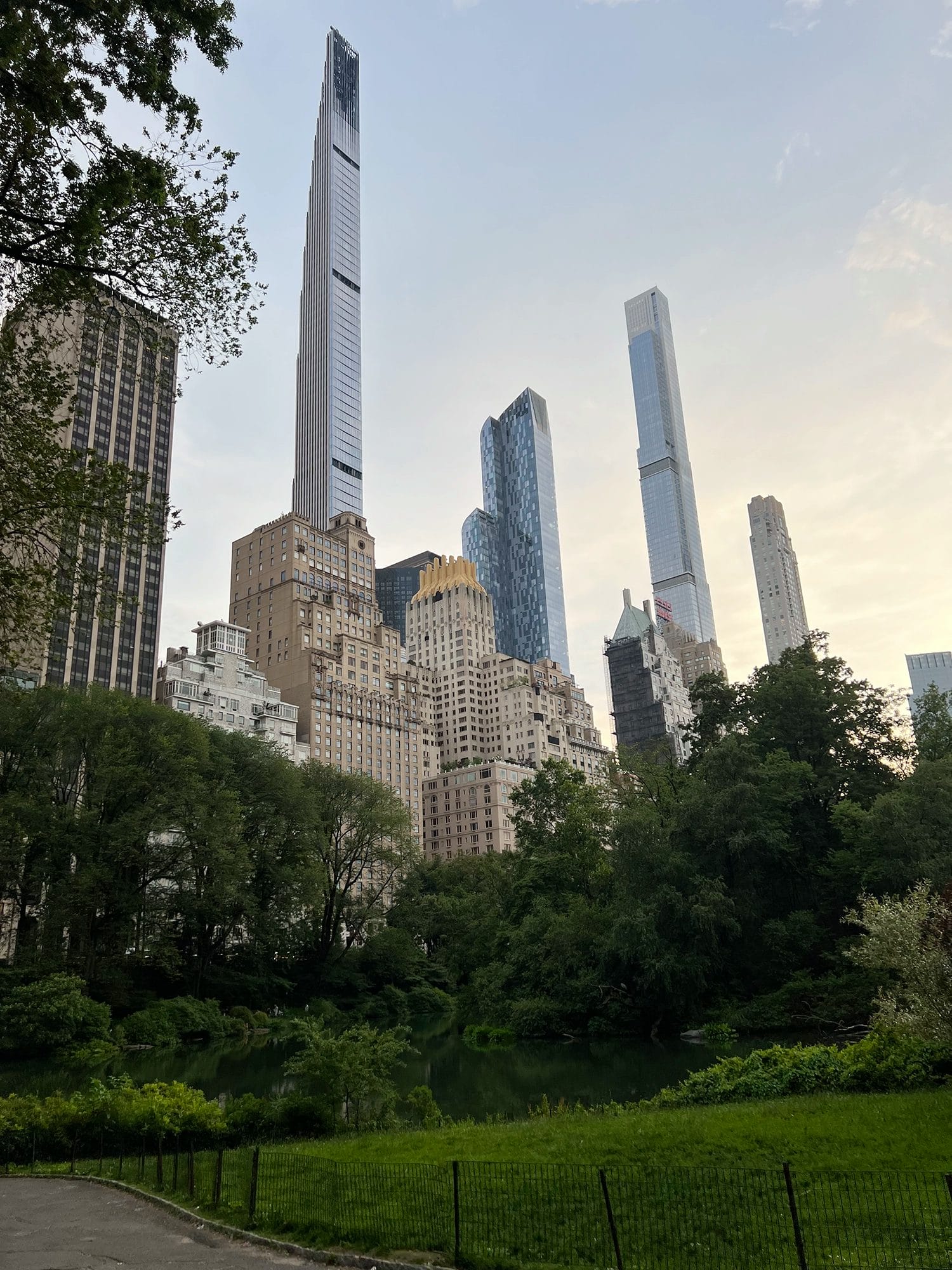 Raccoons in Central Park