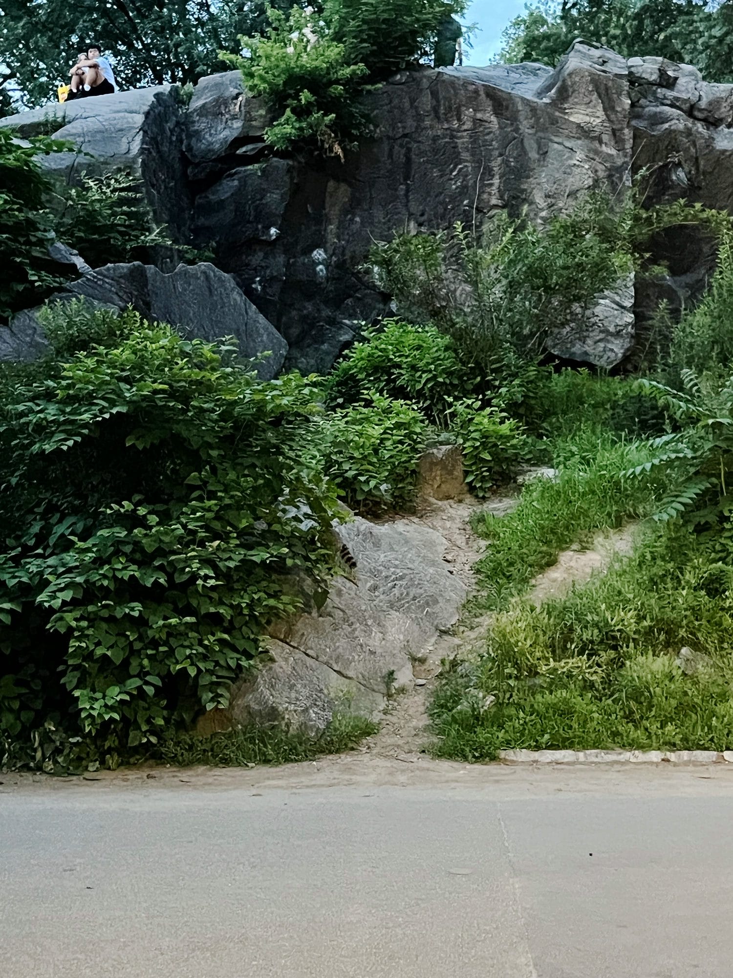 Raccoons in Central Park