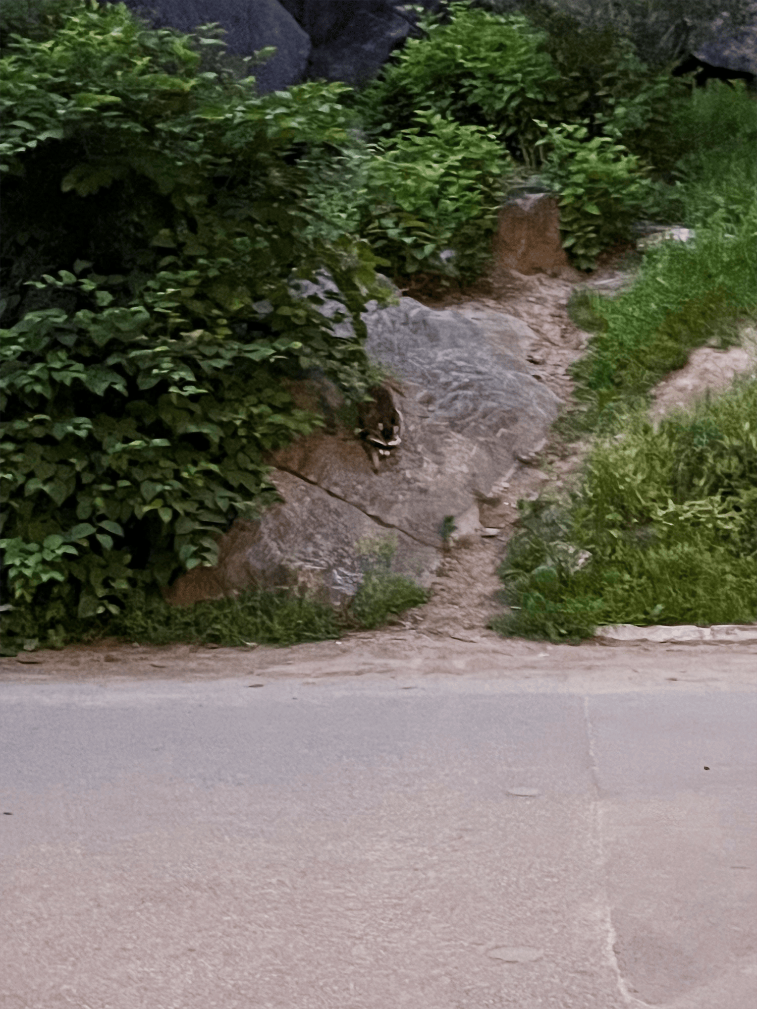 Raccoons in Central Park