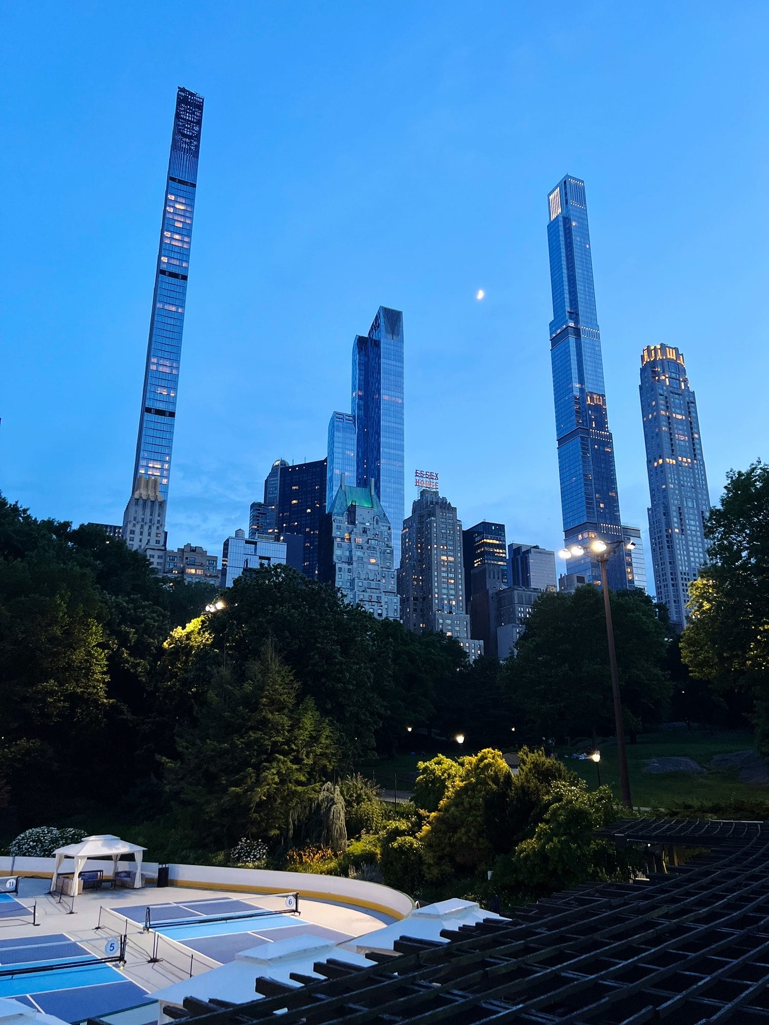 Raccoons in Central Park