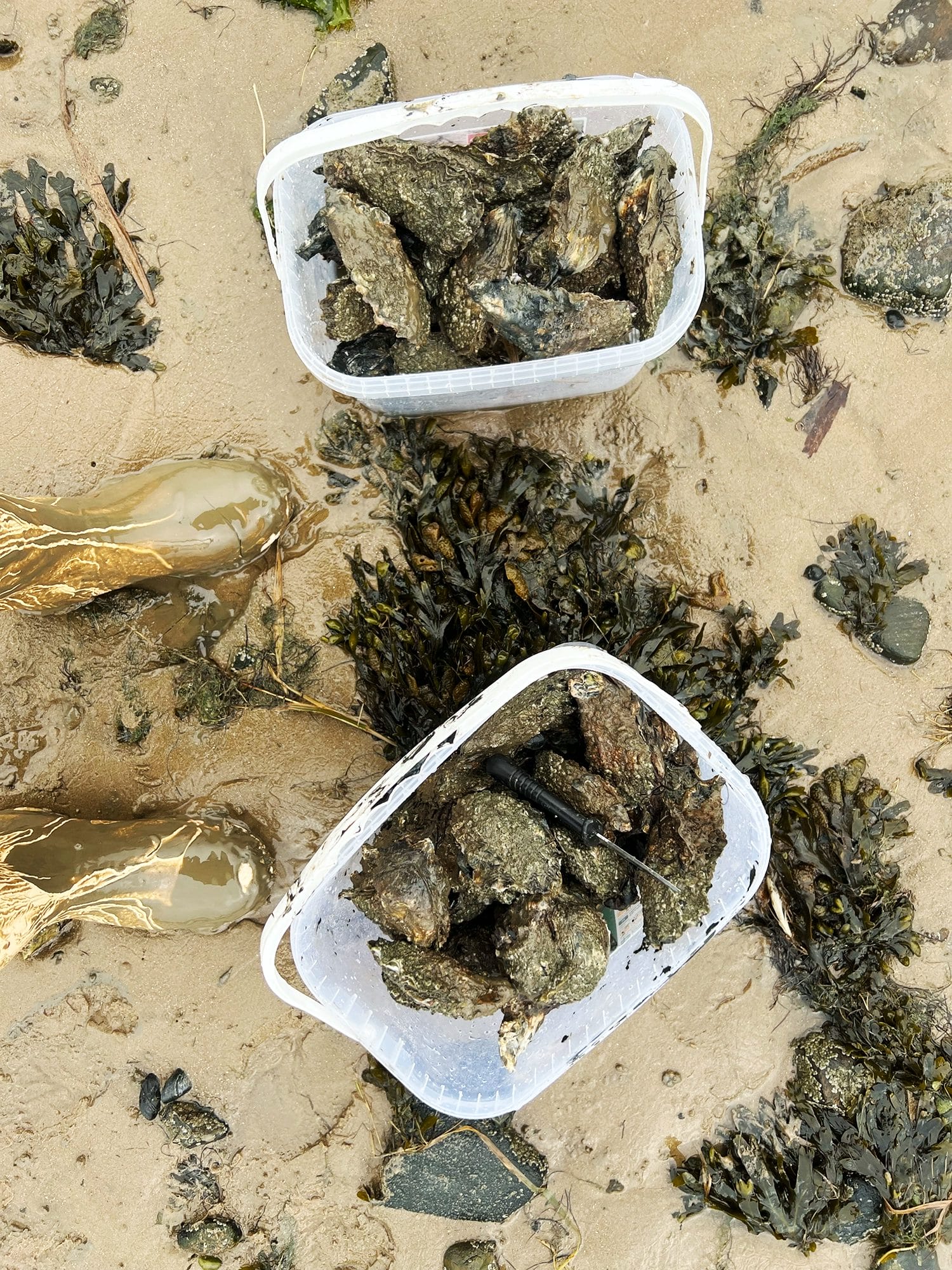 Denmark: Oyster Safari at the Wadden Sea