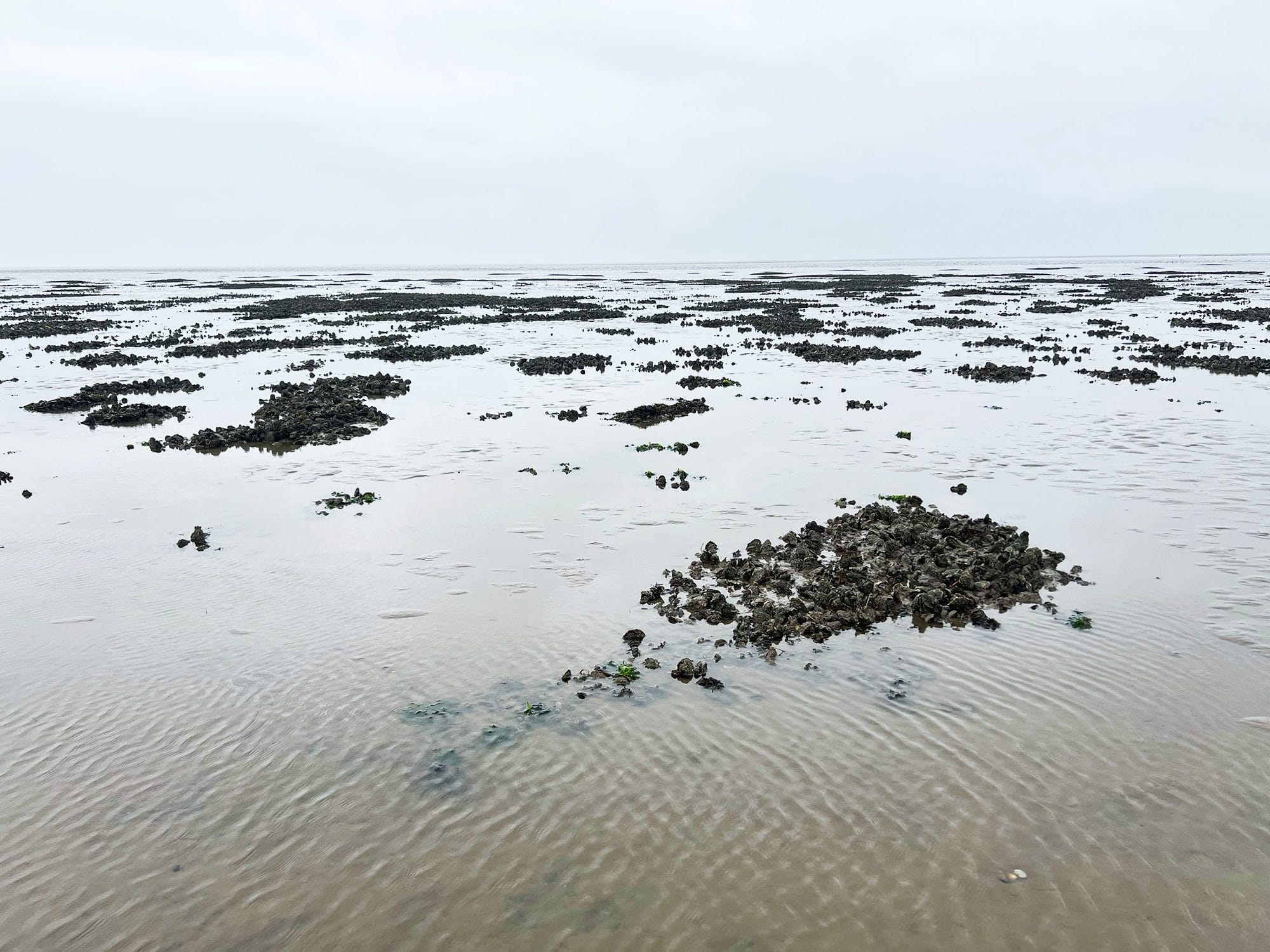 Denmark: Oyster Safari at the Wadden Sea