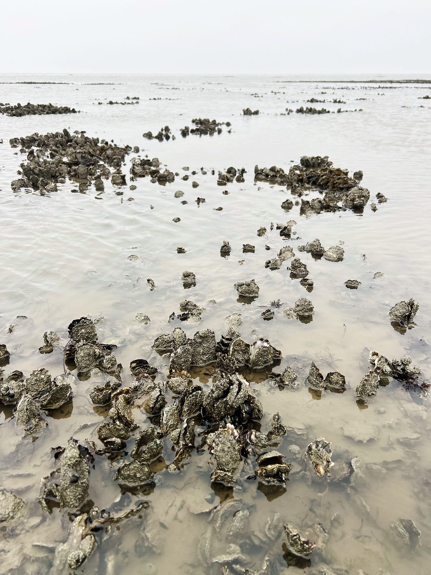 Denmark: Oyster Safari at the Wadden Sea
