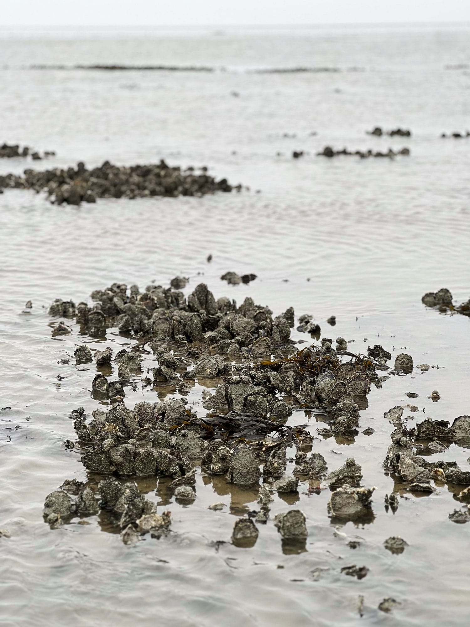 Denmark: Oyster Safari at the Wadden Sea