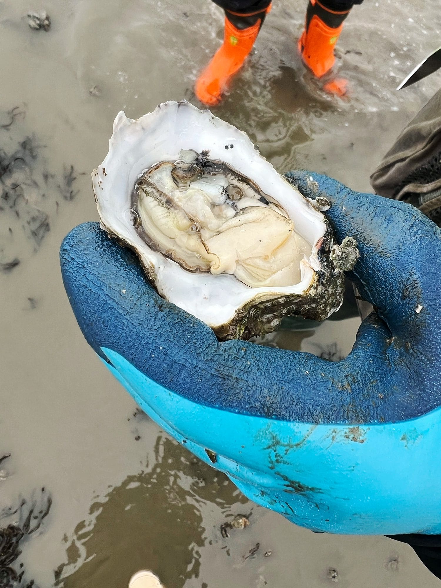 Denmark: Oyster Safari at the Wadden Sea