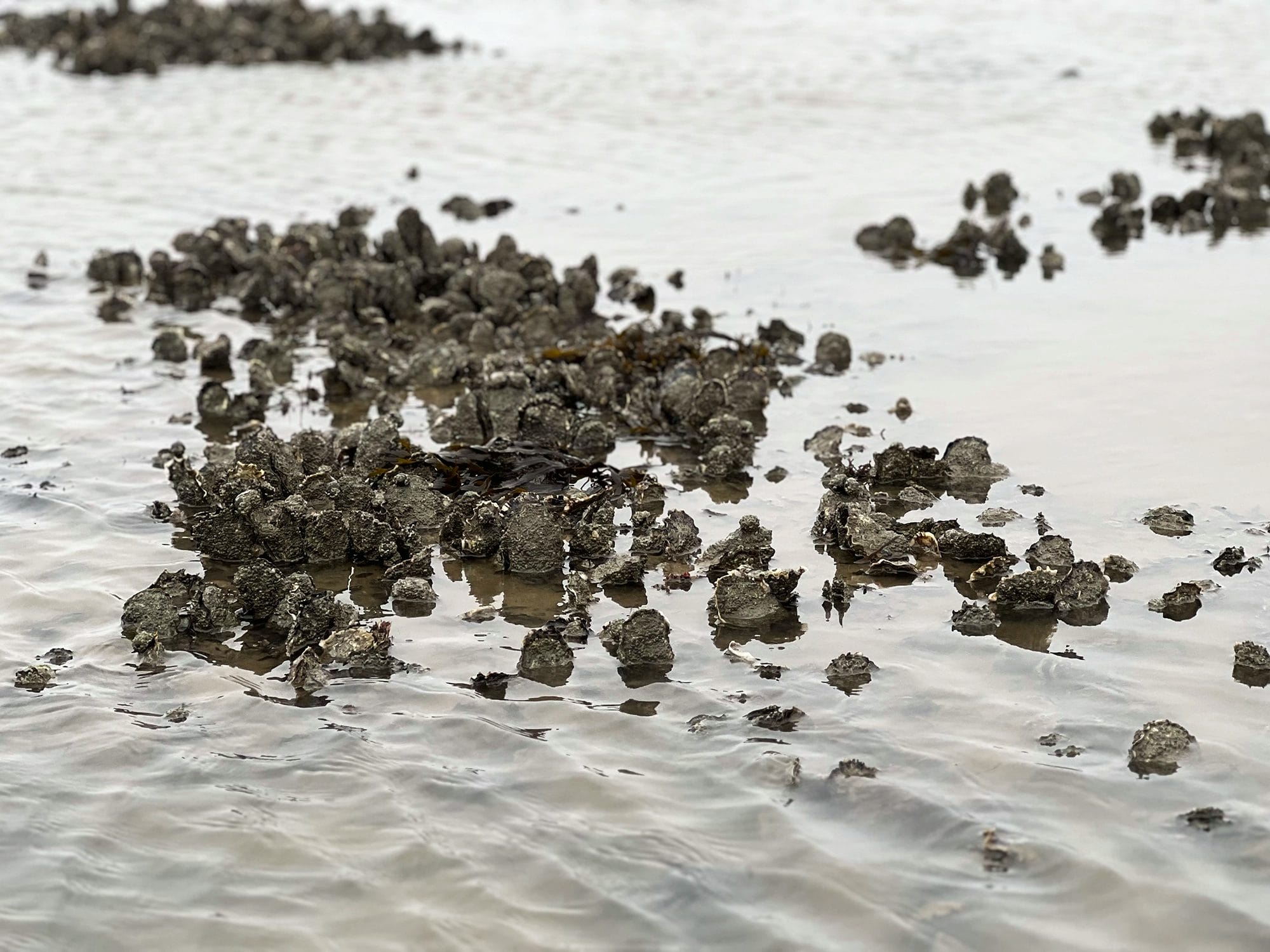 Denmark: Oyster Safari at the Wadden Sea